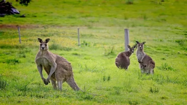 Australia Lockdown, Kanguru Berkeliaran di Pusat Kota - GenPI.co