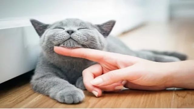 Ingat Mitos Tabrak Kucing akan Dapat Sial? Yuk, Pahami Ini - GenPI.co