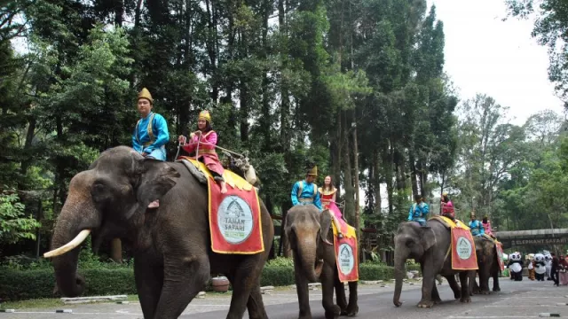 Nggak Sabar Pengin ke Taman Safari Bogor? Ada Kabar Bagus Nih - GenPI.co