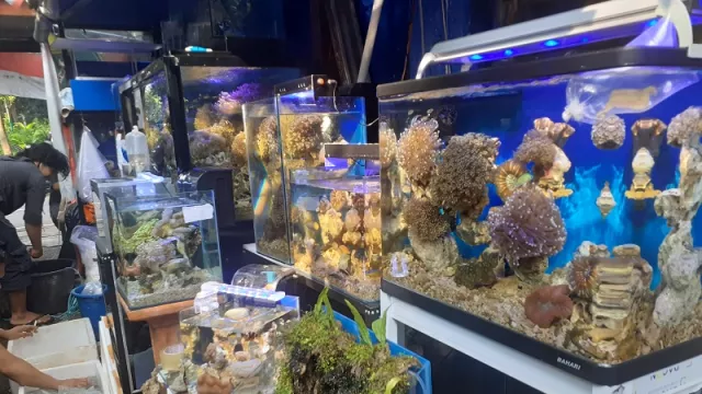 Punya Aquarium Air Laut? Wajib Ketahui Sirkulasi Airnya - GenPI.co