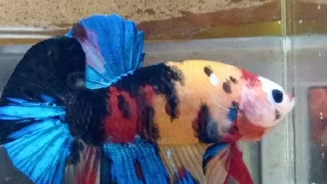 Inilah Deretan Ikan Cupang Termahal yang Bikin Kamu Syok - GenPI.co Inilah Deretan Ikan Cupang Termahal yang Bikin Kamu Syok - GenPI.co