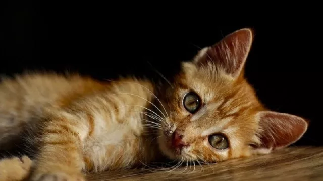 Selain Bikin Gemas, Begini Karakter Kucing di Balik Warna Bulunya - GenPI.co