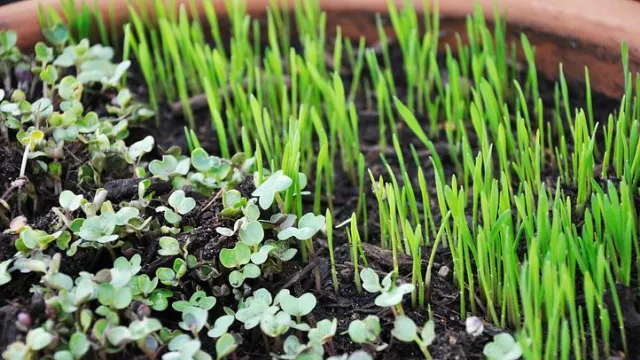 Kenali Microgreens, Sayuran Mini yang Memiliki Nutrisi Maksimal - GenPI.co