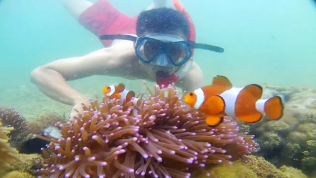 Gemas Banget! Lihat Ikan Nemo di Clown Fish Pulau Untung Jawa - GenPI.co