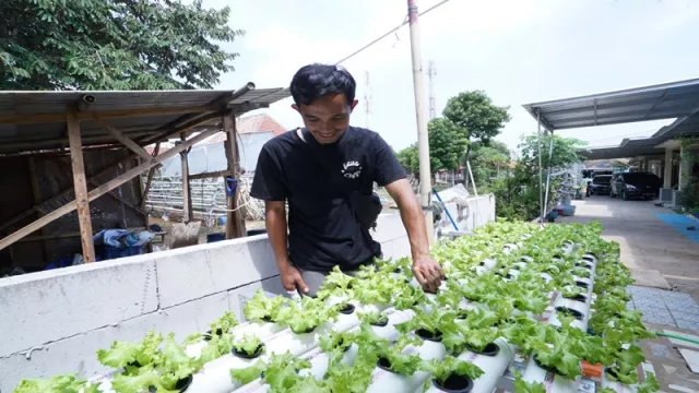 Cara Hasilkan Uang Saat di Rumah? Tanam Sayuran Hidroponik Aja - GenPI.co