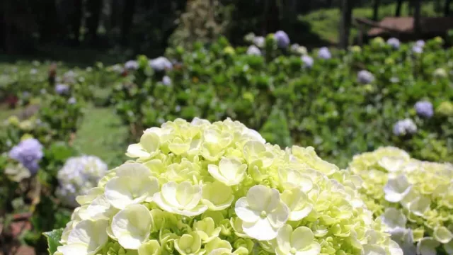 Hamparan Bunga Wana Wisata Baturraden, Spot Foto yang Kece Abis - GenPI.co