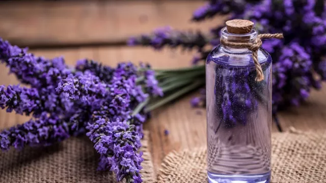 Kekuatan Penyembuh Minyak Lavender, Dijamin Bikin Melongo - GenPI.co