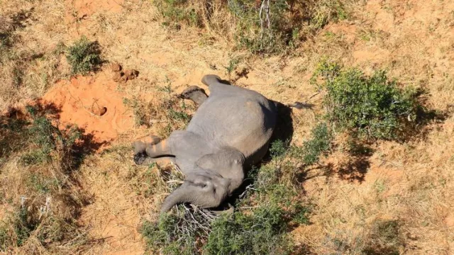 Gawat, Ulah Manusia Gajah Afrika Terancam Punah, Dunia Melongo - GenPI.co