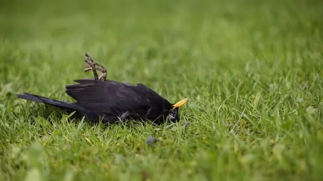 Gemparkan Italia, Ratusan Burung Berjatuhan Mati Mendadak - GenPI.co
