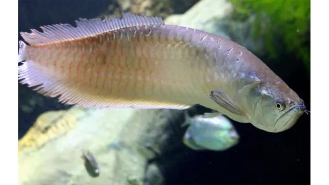 KKP Tetapkan 20 Jenis Ikan yang Dilindungi, Termasuk Arwana Irian - GenPI.co