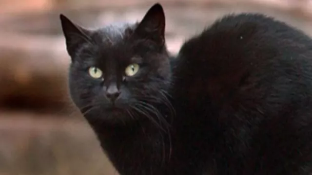 Blackie Kucing Terkaya di Dunia, Hartanya Bikin Melongo, Guys! - GenPI.co