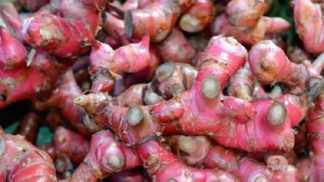 Minum Air Jahe Merah Khasiatnya Mencengangkan, Istri Makin Sayang - GenPI.co Minum Air Jahe Merah Khasiatnya Mencengangkan, Istri Makin Sayang - GenPI.co