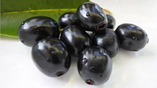 Khasiat Buah Jamblang Dahsyat, 3 Penyakit Kronis Ambrol! - GenPI.co Khasiat Buah Jamblang Dahsyat, 3 Penyakit Kronis Ambrol! - GenPI.co