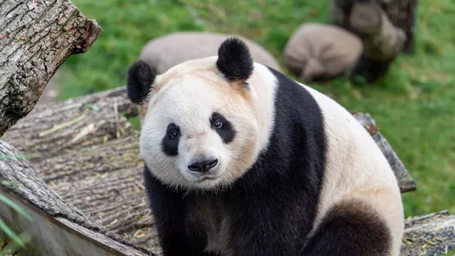 Kamu Tahu Enggak, Seluruh Panda di Dunia Ini Ternyata Milik China - GenPI.co