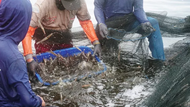 XL Smart Aquaculture, Beri Sentuhan Teknologi untuk Budidaya Ikan - GenPI.co