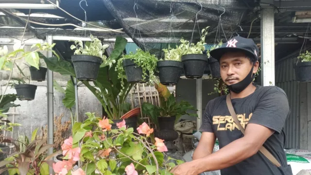 Tanaman Aglonema Terserang Hama, Bagaimana Cara Mengatasinya? - GenPI.co