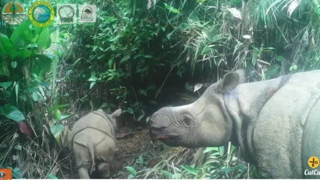 Kabar Gembira, 2 Anak Badak Jawa Langka Lahir di Ujung Kulon - GenPI.co