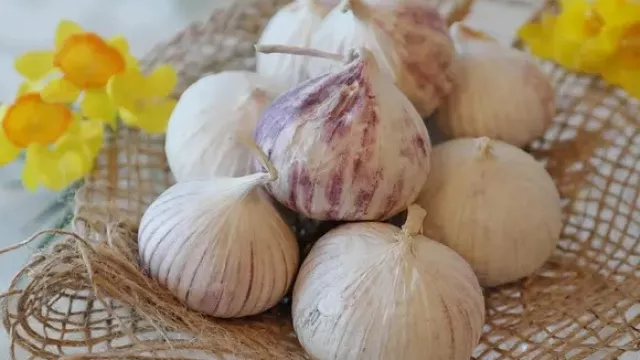 Ajaib! 1 Siung Bawang Putih Campur Madu Khasiatnya Super - GenPI.co