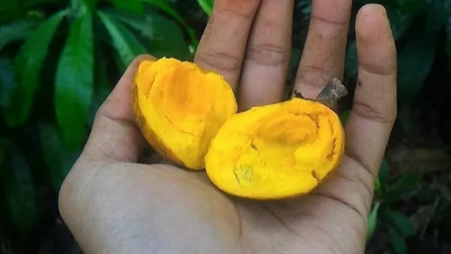 Jigong Bukan Hanya Sisa Makanan, Tapi Buah yang Enak lho! - GenPI.co Jigong Bukan Hanya Sisa Makanan, Tapi Buah yang Enak lho! - GenPI.co