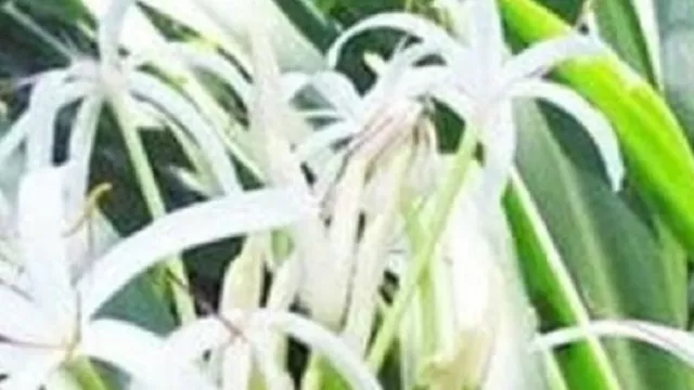 Jangan Remehkan, Manfaat Daun Bakung Ternyata Sangat Dahsyat - GenPI.co Jangan Remehkan, Manfaat Daun Bakung Ternyata Sangat Dahsyat - GenPI.co