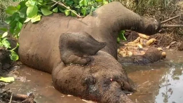 Mengenaskan, Gajah Sumatera “Dita” Ditemukan Mati di Kubangan - GenPI.co