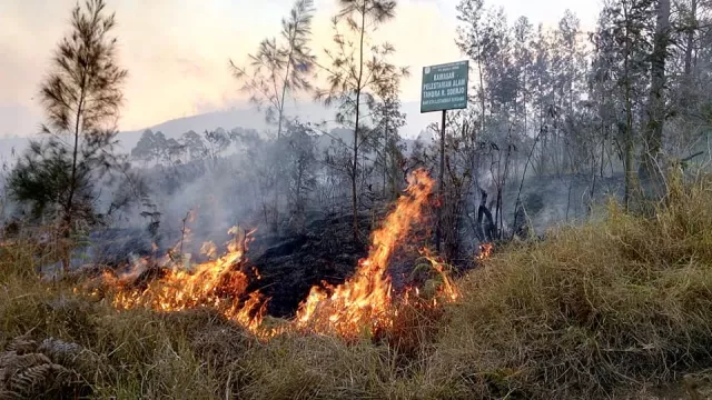 Kebakaran Hutan di Lereng Gunung Arjuno, 64 Pendaki Dievakuasi - GenPI.co