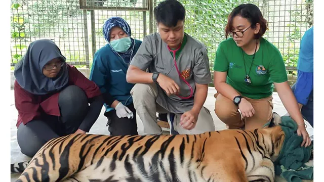 Harimau Sumatra Bonita Dilepasliarkan dan Dipasang GPS - GenPI.co Harimau Sumatra Bonita Dilepasliarkan dan Dipasang GPS - GenPI.co