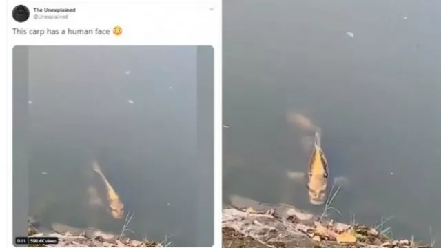 OMG! Wajah Ikan Ini Mirip Manusia  - GenPI.co