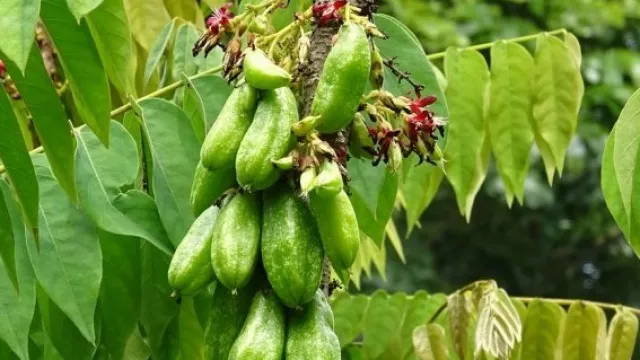 Manfaat Daun Belimbing Wuluh Ternyata Sangat Mengejutkan - GenPI.co