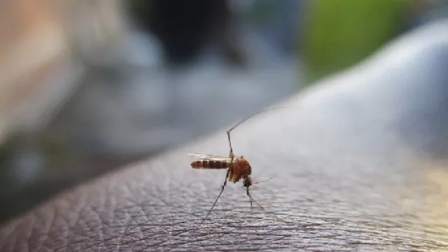 Nyamuk Suka Terbang di Dekat Telinga, Ini Alasannya... - GenPI.co Nyamuk Suka Terbang di Dekat Telinga, Ini Alasannya... - GenPI.co