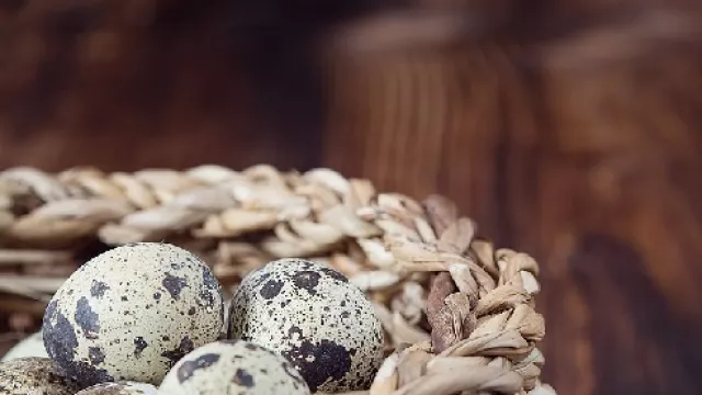 Rutin Makan Telur Puyuh Ternyata Manfaatnya Sangat Ajaib! - GenPI.co