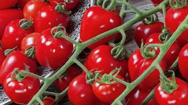 Manfaat Buah Tomat Ternyata Tak Bisa Disepelekan - GenPI.co