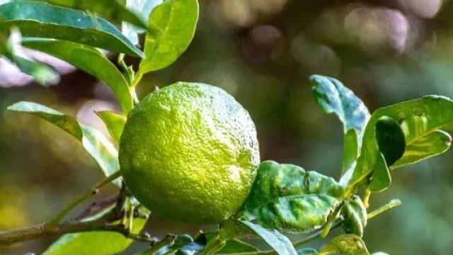 Bukan Sekadar Bumbu Dapur, Khasiat Daun Jeruk Sungguh Luar Biasa - GenPI.co