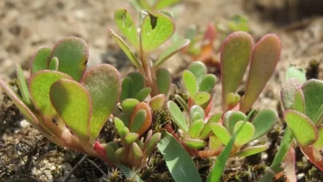 Manfaat Daun Kerokot Sangat Menakjubkan, 9 Penyakit Kronis Rontok - GenPI.co