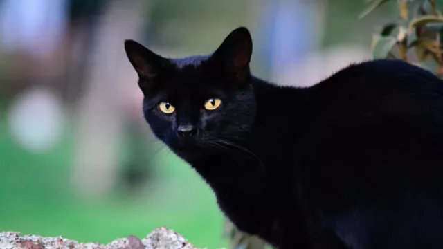 Mitos Seram Tentang Kucing Hitam yang Beredar di Masyarakat - GenPI.co