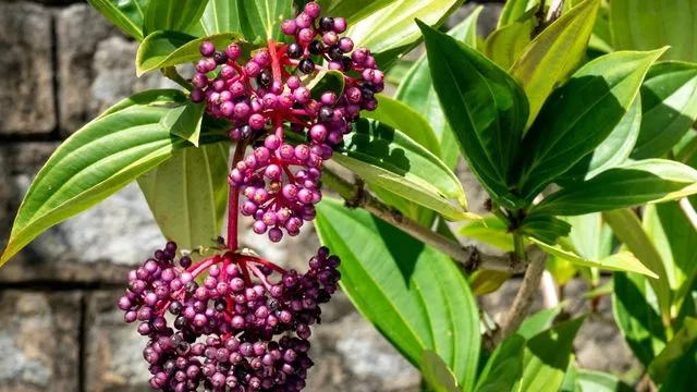 Langka, Buah Parijoto Ampuh Bagi Kesuburan Kaum Hawa - GenPI.co