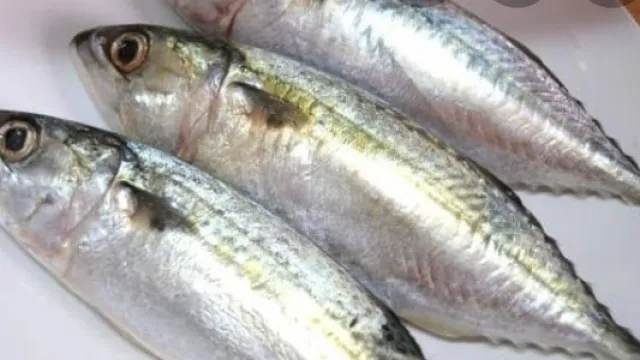 Murah Meriah, Ikan Kembung Berikan Manfaat Dahsyat Bagi Kesehatan - GenPI.co