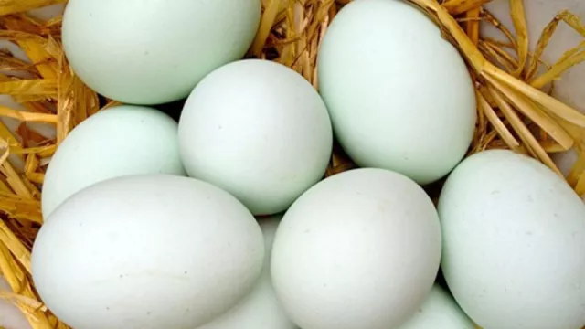 Konsumsi Telur Bebek Setiap Hari Khasiatnya Menakjubkan - GenPI.co Konsumsi Telur Bebek Setiap Hari Khasiatnya Menakjubkan - GenPI.co
