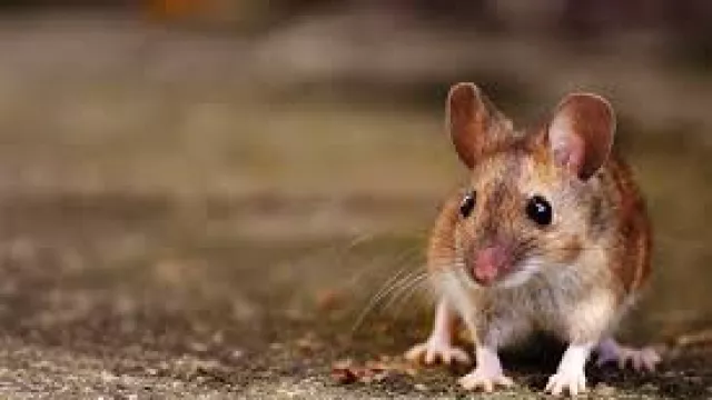 Jangan Dibunuh, Usir Tikus Curut dari Rumah dengan Bumbu Dapur - GenPI.co Jangan Dibunuh, Usir Tikus Curut dari Rumah dengan Bumbu Dapur - GenPI.co