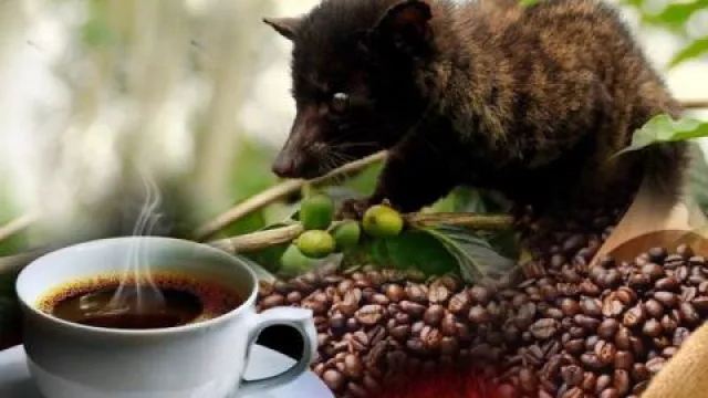 Jarang Diketahui, Kopi Luwak Ampuh Obati Penyakit Mematikan - GenPI.co Jarang Diketahui, Kopi Luwak Ampuh Obati Penyakit Mematikan - GenPI.co