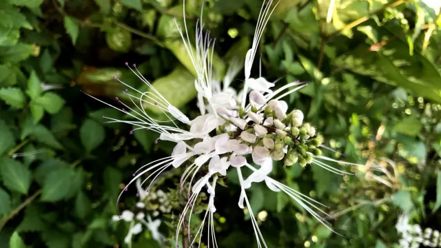 Netralkan Diabetes dengan Daun Kumis Kucing - GenPI.co