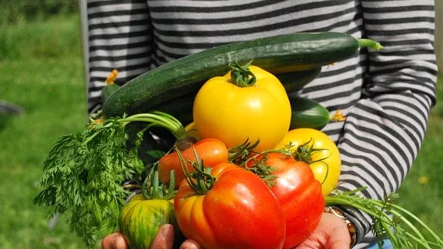 Tips Sederhana Menanam Sayuran di Rumah, Dijamin Berhasil! - GenPI.co