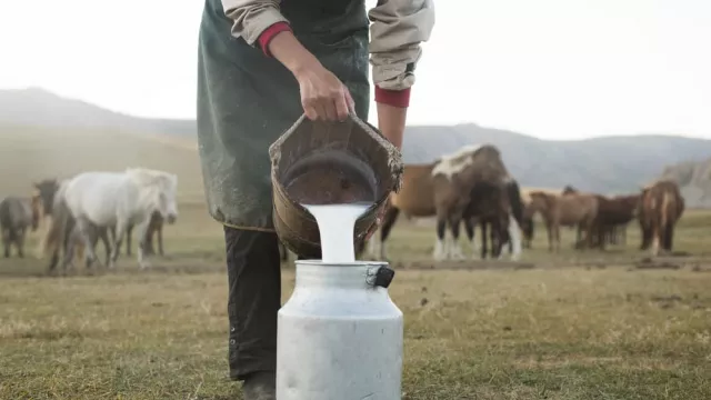 Rutin Minum Susu Kuda Liar, Manfaatnya Luar Biasa buat Kesehatan - GenPI.co
