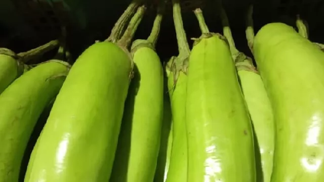 Rutin Makan Terung Hijau Ternyata Khasiatnya Sungguh Ajaib - GenPI.co Rutin Makan Terung Hijau Ternyata Khasiatnya Sungguh Ajaib - GenPI.co