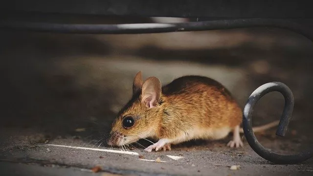 4 Cara Mudah Mengusir Tikus dari Plafon Rumah - GenPI.co