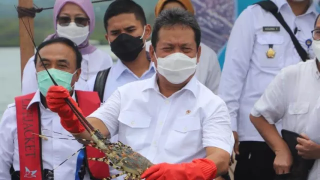 Belajar dari Kasus Edhy Prabowo, Benih Lobster Tak Akan Diekspor - GenPI.co