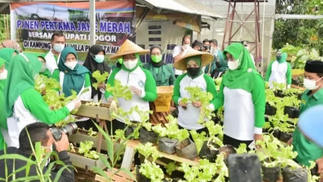 Uniknya Kampung Herbal di Kabupaten Bogor - GenPI.co JABAR