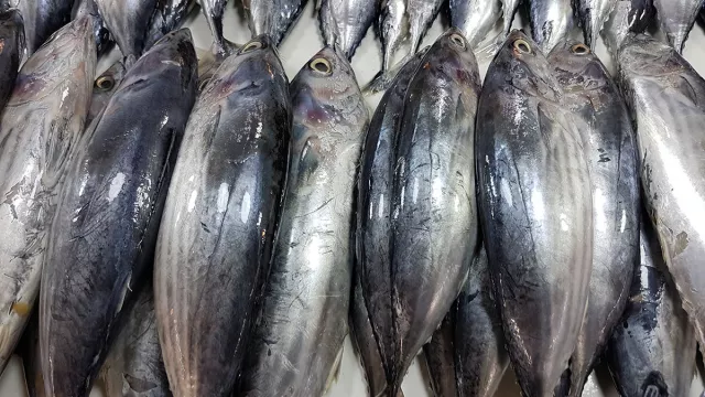 Ikan Cakalang, Manfaatnya Tidak Kalah dengan Ikan Tuna - GenPI.co JABAR
