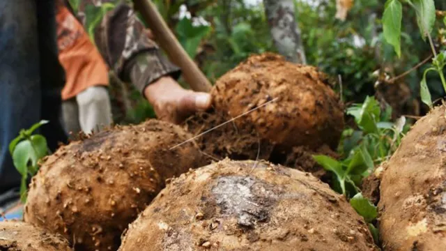 Porang Tak Bisa Disepelekan, Manfaatnya Sangat Besar - GenPI.co JABAR