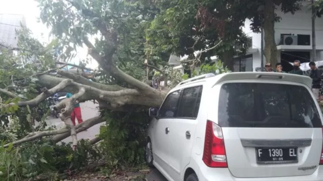 Sebuah Mobil Tertimpa Pohon Besar di Bogor, Begini Nasibnya - GenPI.co JABAR